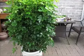 夏天养鸭脚木，2种枝条赶紧剪掉，让植株长得旺，株型美观图片