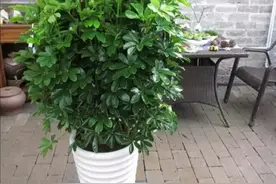 夏天养鸭脚木，2种枝条赶紧剪掉，让植株长得旺，株型美观图片