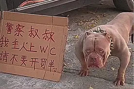 狗狗凶狠地站在车边，旁边放着纸牌，看到上面的内容后扎心了图片