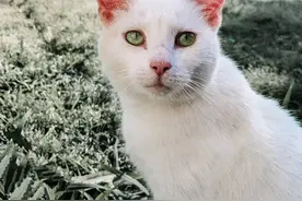 孕妇收养怀孕猫，并与母猫同时分娩，而且宝宝竟与猫咪撞脸图片