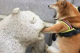 狗狗有5件害怕的事，稍有不慎，能吓出尿来图片