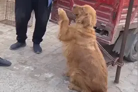 河南：主人想把怀孕的金毛犬卖狗肉车，狗狗不断哀求，却无法改变图片