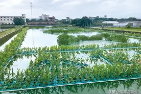 广东计划对珠三角百万亩池塘升级改造，推动水产养殖业转型升级绿色发展图片
