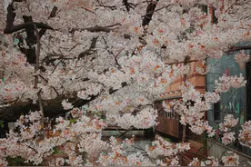 日本的樱花开了，疫情也能早点结束吧图片