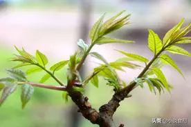 买香椿时，挑“绿叶”还是“红叶”？相差甚远，知道后别买错了图片