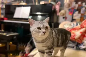打麻将吵醒猫主子，直接跳牌桌撒泼，猫能有什么坏心眼？图片