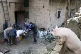 翻墙找真相的猪图片