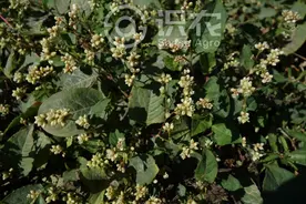 每日一草：火炭母图片