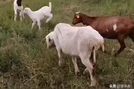 养羊小课堂：分享几个养羊小妙招图片