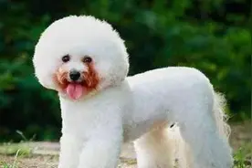 狗狗泪痕明显是怎么办？图片