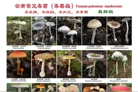 吃毒蘑菇致幻的云南人，到底看见了啥？我在床上看见了精灵跳舞…图片