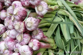 大蒜田间管理技术？大蒜抗重茬用什么药？大蒜根腐烂根怎么治？图片