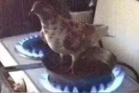 董卿《朗读者三》不能如期播出，发文鸽子在火上烤有更深含意图片