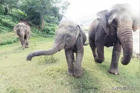 有人说“云南大象是迷路了”不靠谱，究竟是什么原因造成大象北迁图片