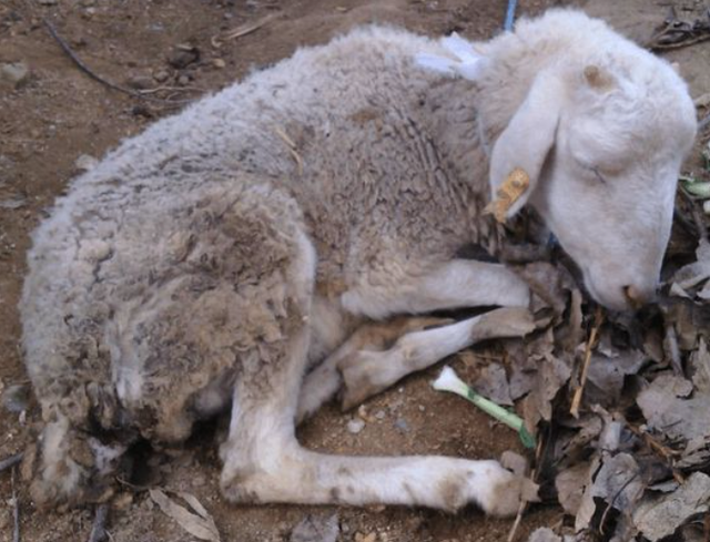 羊拉肚子用什么药?羊拉肚子吃什么药最好?这些常用药要记好