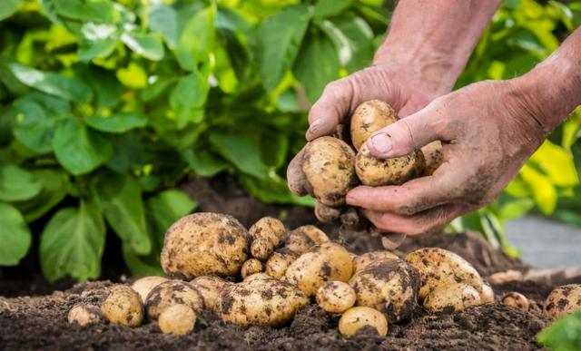 土豆——世界上最成功的植物之一，没有它可能就没有人类文明
