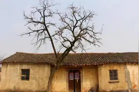 老人言：果树高过房，家败人也亡！为何果树有这么可怕的影响？图片