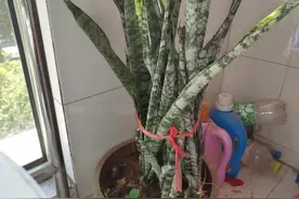 刚刚分了盆的虎皮兰，虽在夏天，也一定能坚持半个月。图片