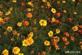 口述：男人太闷打电话只会问吃了没？图片