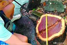 院子栽培“四大名贵树”，越大越值钱，是名副其实的“传家宝”图片