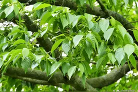 杜仲，可以在北方种植的珍贵树种图片