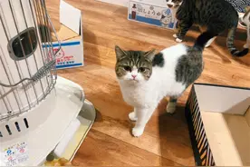 肺炎期间狗子整日骚扰众猫咪，还留下气味标志，小猫见了气鼓鼓图片