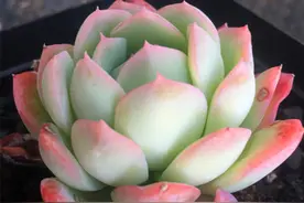 多肉水莲，一点温柔如水，养护好秋天美成果冻色，养不好容易徒长图片