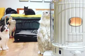猫咪也爱烤火？不仅如此，取暖姿势还格外奇特图片