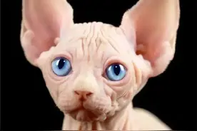 被一致差评的无毛猫，真的有那么不堪？养过的人才知道，真香图片