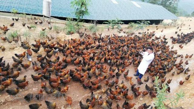 「西畴新闻」林亚达：珠宝界里奔出的养鸡人