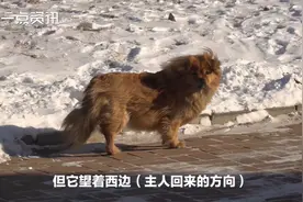 “忠犬八公”真实上演！狗狗的举动太好哭了图片