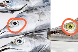 买带鱼时，黑眼睛和黄眼睛区别大，牢记4买3不买，带鱼鲜嫩味美图片