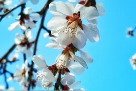 手机摄影：春天的桃花图片