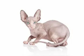 初见怀疑眼睛，再看让人吃惊，最后却爱不释手的宠物猫狗图片