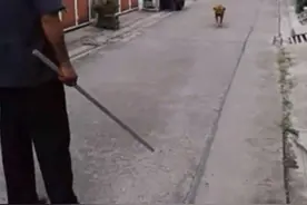 狗子玩到凌晨才回家，迎面撞上拿着棍子的主人，它的反应好可爱图片