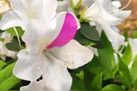 春暖花开，奔你而来#花期已至美好如初#图片