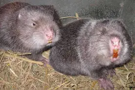 “禁野令”下，占半壁江山的广西鼠业能否逃脱“死刑”？图片