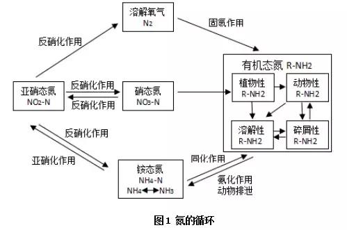 新发现—降低氨氮和亚硝酸盐的同时可增收