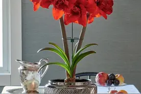 2种懒人必备的花，养护简单省心，花色鲜艳生命力很顽强图片