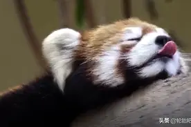 睡梦中的小熊猫还会吐舌头，无形中的卖萌太可爱了！图片