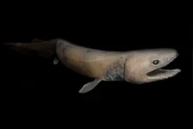 海底还有这么吓人的“狠角色”！海洋日既畏又敬图片