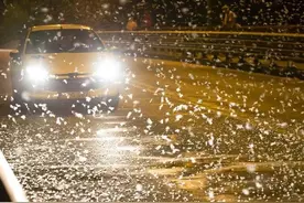 河南邓州惊现大量蜉蝣，民众为此忧心忡忡，这是天气突变的征兆？图片