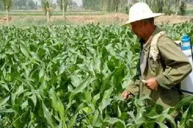 玉米苗几片叶打除草剂最好？能和杀虫剂混用吗？早了解不后悔图片