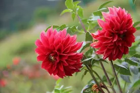 大丽花:不是我不想开花，而是你对我养护不到位，我无法开花图片