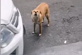 长沙一中华田园犬被绝育后，竟堵门“骂街”3个月，兽医：我错了图片