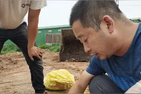 我家鸡站不起来了，瘫痪了，怎么回事？图片