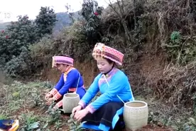 脱贫明星村：种白茶 搞旅游 一“叶”致富不容易图片