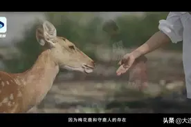 城中有野鹿？除了大连还有哪儿？图片