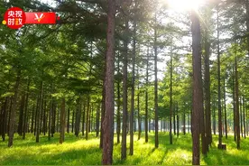 时政现场说丨从一棵树到一片林 三代人的绿色接力图片