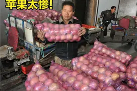 苹果陷入怪圈：下树3块不卖，冷库存8个月，最低跌至3毛，咋想的图片